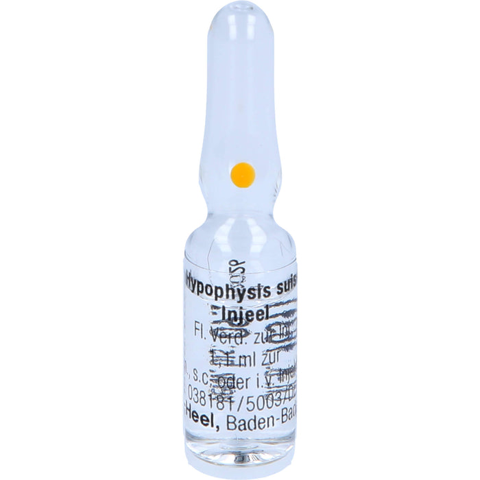 Hypophysis suis-Injeel flüssige Verdünnung, 10 pcs. Ampoules