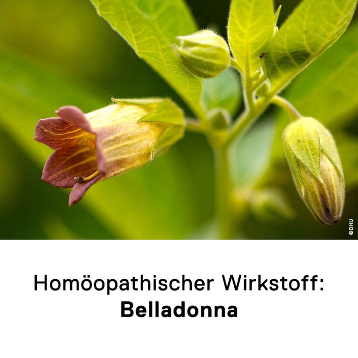 DHU Belladonna D6 Streukügelchen, 10 g Globules