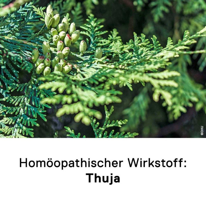 DHU Thuja D6 Streukügelchen, 10 g Globuli