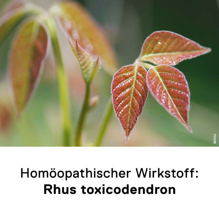 DHU Rhus toxicodendron C30 Streukügelchen, 10 g Globuli