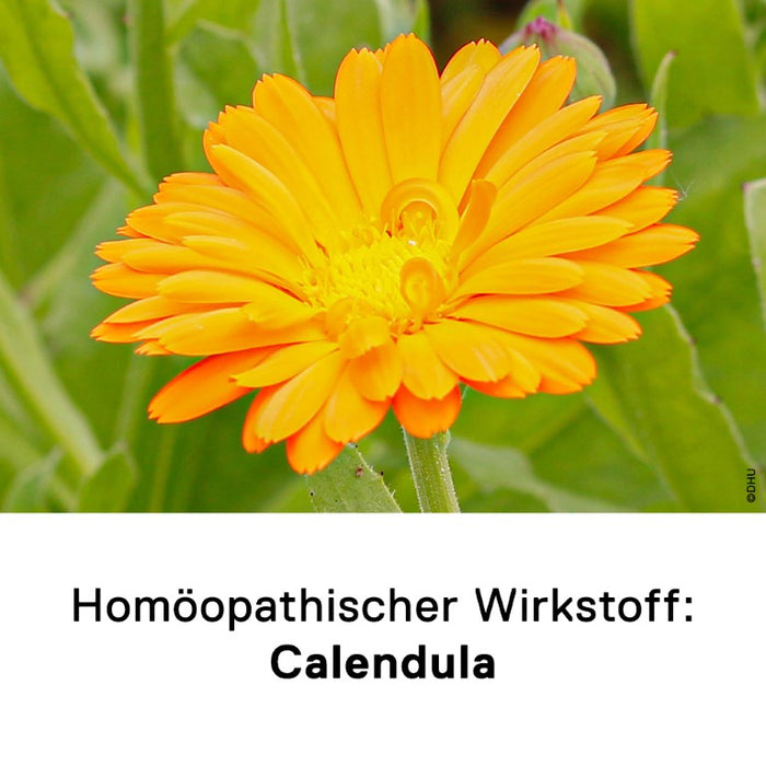 DHU Calendula D6 Streukügelchen, 10 g Globuli