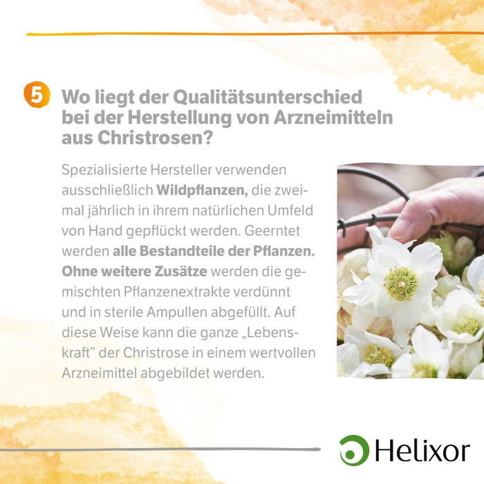 Helleborus niger D 12 aquos., 8 pc Ampoules