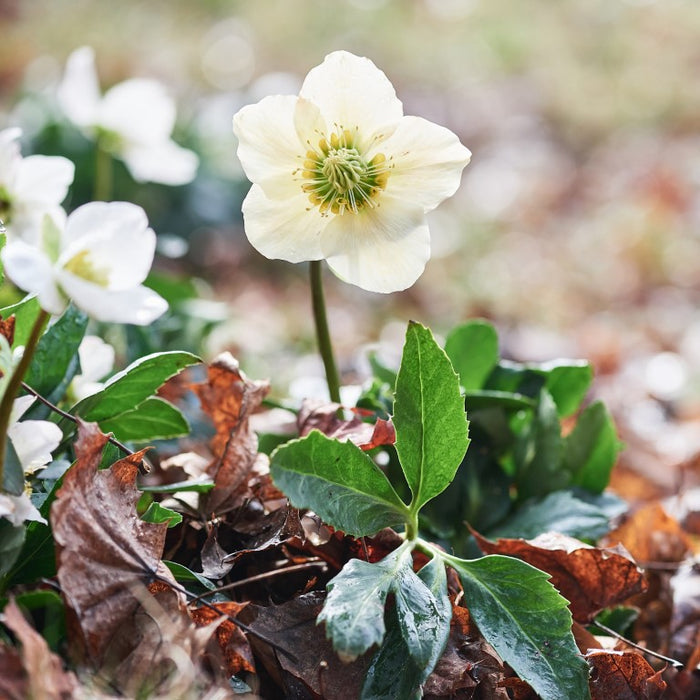 Helleborus niger aquos. D3, 50 St. Ampullen