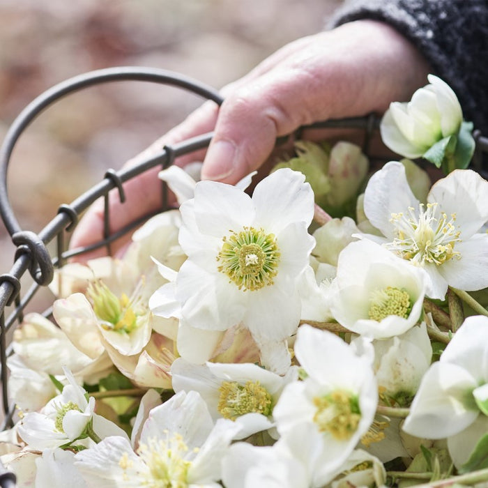 Helleborus niger aquos. D3, 8 St. Ampullen